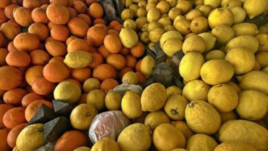 تركيا تجني نحو 352 مليون دولار من صادرات الحمضيات