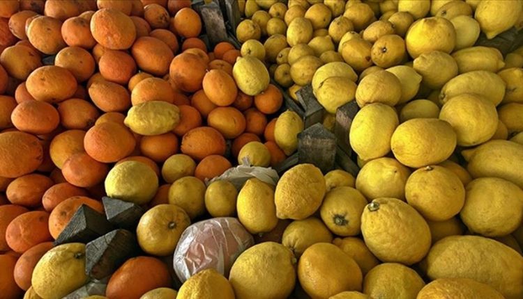 تركيا تجني نحو 352 مليون دولار من صادرات الحمضيات