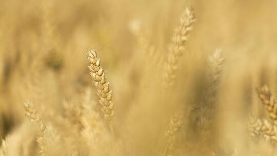 وزارة الدفاع التركية: محادثات “صفقة الحبوب” في إسطنبول كانت مفيدة