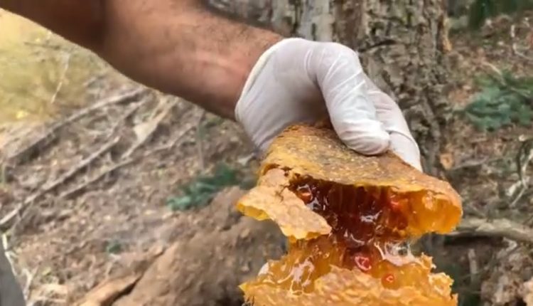 اغلى عسل في العالم.. تنتجه تركيا وهذا سعره