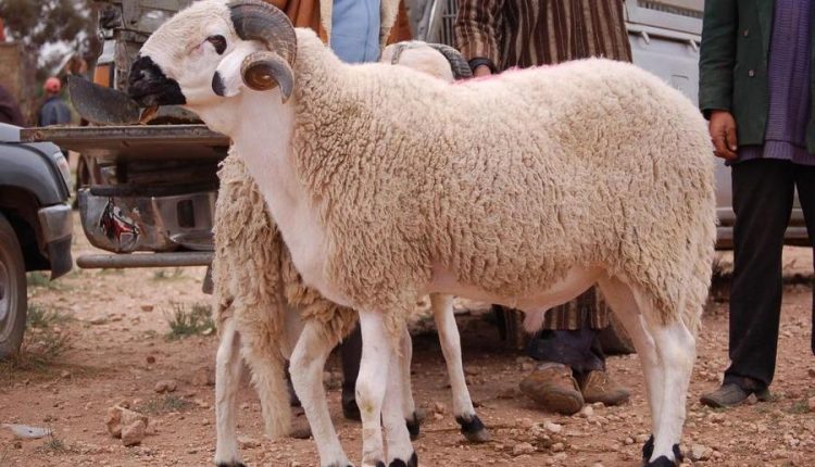 فرض غرامات مالية على من يذبح الأضاحي في الأماكن العامة في تركيا